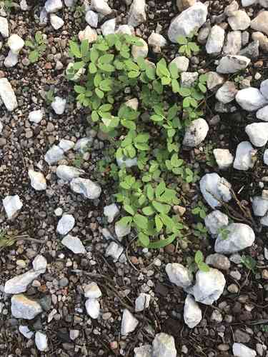 Asthma-plant(Euphorbia hirta)