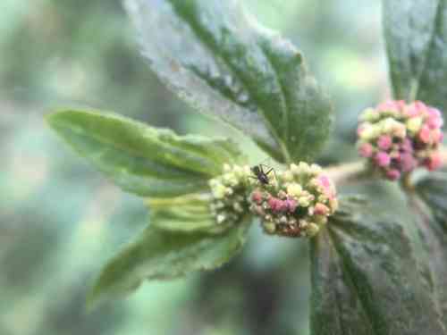 Asthma-plant(Euphorbia hirta)
