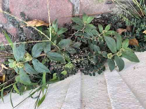 Asthma-plant(Euphorbia hirta)