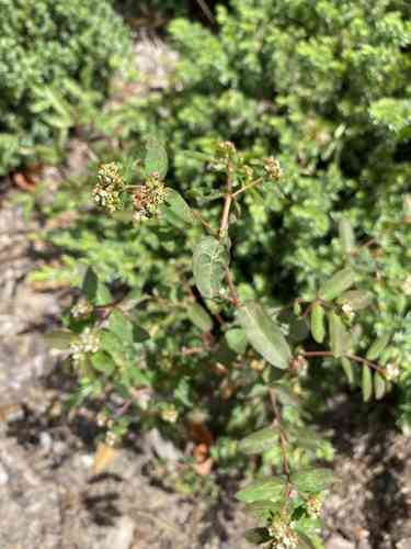 Graceful spurge(Euphorbia hypericifolia)
