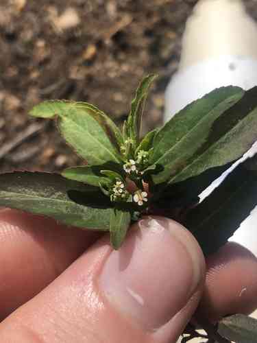Graceful spurge(Euphorbia hypericifolia)