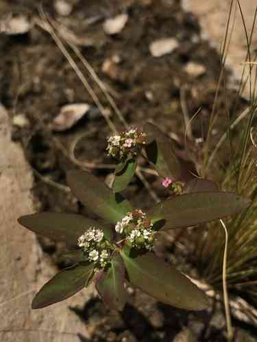 Graceful spurge(Euphorbia hypericifolia)