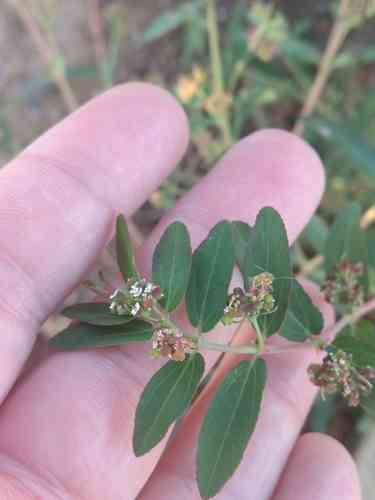 Graceful spurge(Euphorbia hypericifolia)