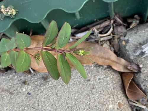 Hyssop-leaf sandmat(Euphorbia hyssopifolia)