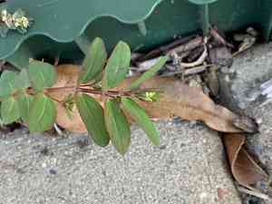 Hyssop-leaf sandmat(Euphorbia hyssopifolia)