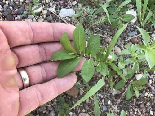 Hyssop-leaf sandmat(Euphorbia hyssopifolia)