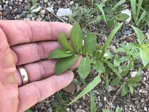 Hyssop-leaf sandmat(Euphorbia hyssopifolia)