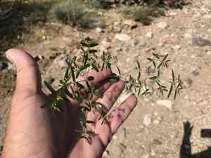 Hyssop-leaf sandmat(Euphorbia hyssopifolia)