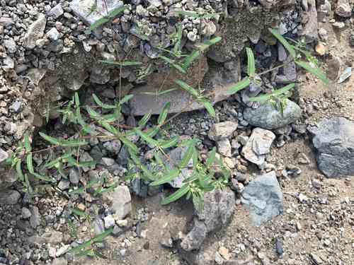 Hyssop-leaf sandmat(Euphorbia hyssopifolia)