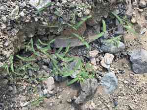 Hyssop-leaf sandmat(Euphorbia hyssopifolia)