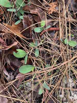 American ipecac(Euphorbia ipecacuanhae)
