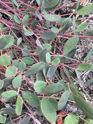 American ipecac(Euphorbia ipecacuanhae)