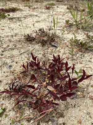American ipecac(Euphorbia ipecacuanhae)