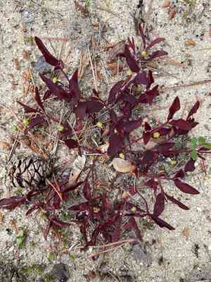 American ipecac(Euphorbia ipecacuanhae)