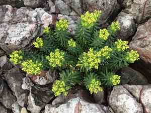 Euphorbia jolkinii(Euphorbia jolkinii)