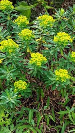 Euphorbia jolkinii(Euphorbia jolkinii)