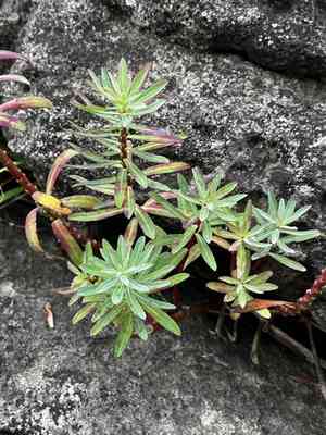 Euphorbia jolkinii(Euphorbia jolkinii)