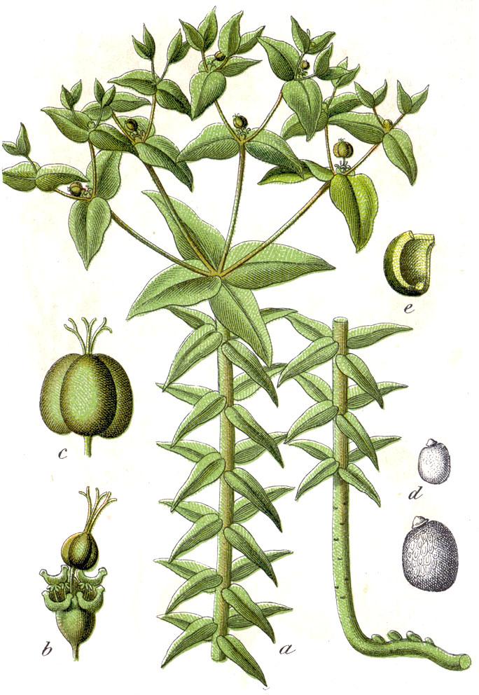 Caper spurge
