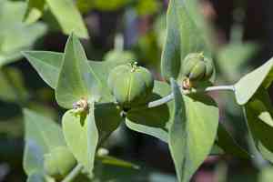 Caper spurge(Euphorbia lathyris)