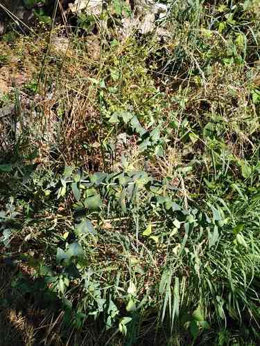 Caper spurge(Euphorbia lathyris)