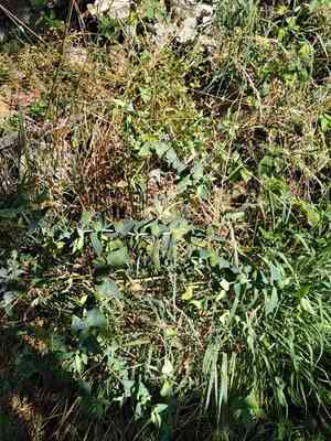 Caper spurge(Euphorbia lathyris)