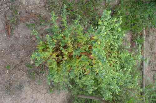 Caper spurge(Euphorbia lathyris)