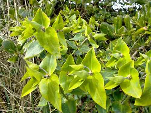 Caper spurge(Euphorbia lathyris)