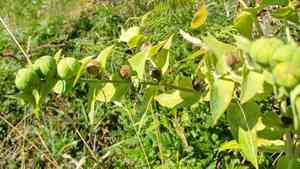 Caper spurge(Euphorbia lathyris)