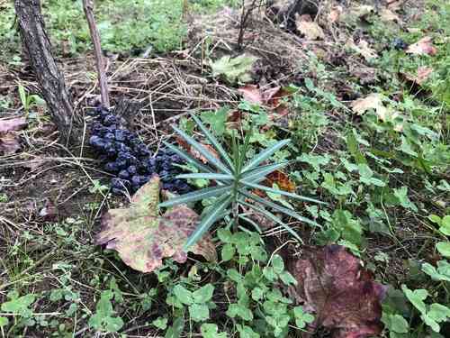 Caper spurge(Euphorbia lathyris)