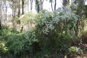 Pascuita(Euphorbia leucocephala)