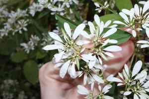 Pascuita(Euphorbia leucocephala)