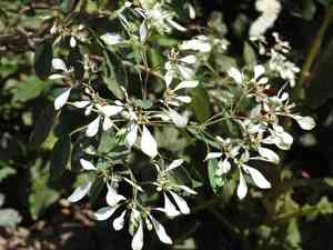Pascuita(Euphorbia leucocephala)
