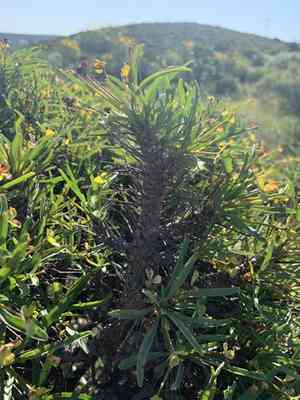 Euphorbia loricata(Euphorbia loricata)