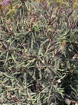 Euphorbia loricata(Euphorbia loricata)