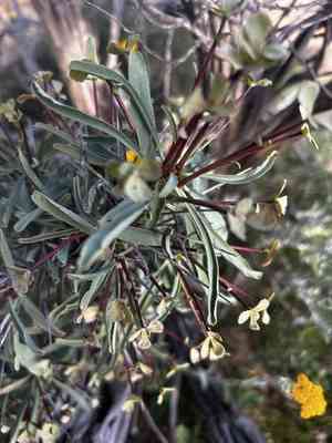 Euphorbia loricata(Euphorbia loricata)