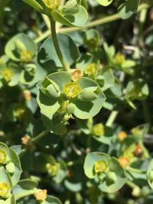 Woodland spurge(Euphorbia lurida)