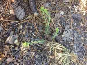 Woodland spurge(Euphorbia lurida)