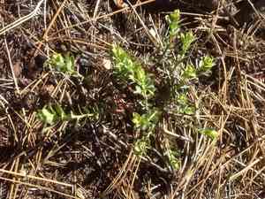 Woodland spurge(Euphorbia lurida)