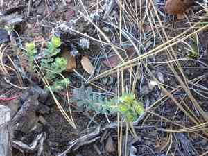 Woodland spurge(Euphorbia lurida)