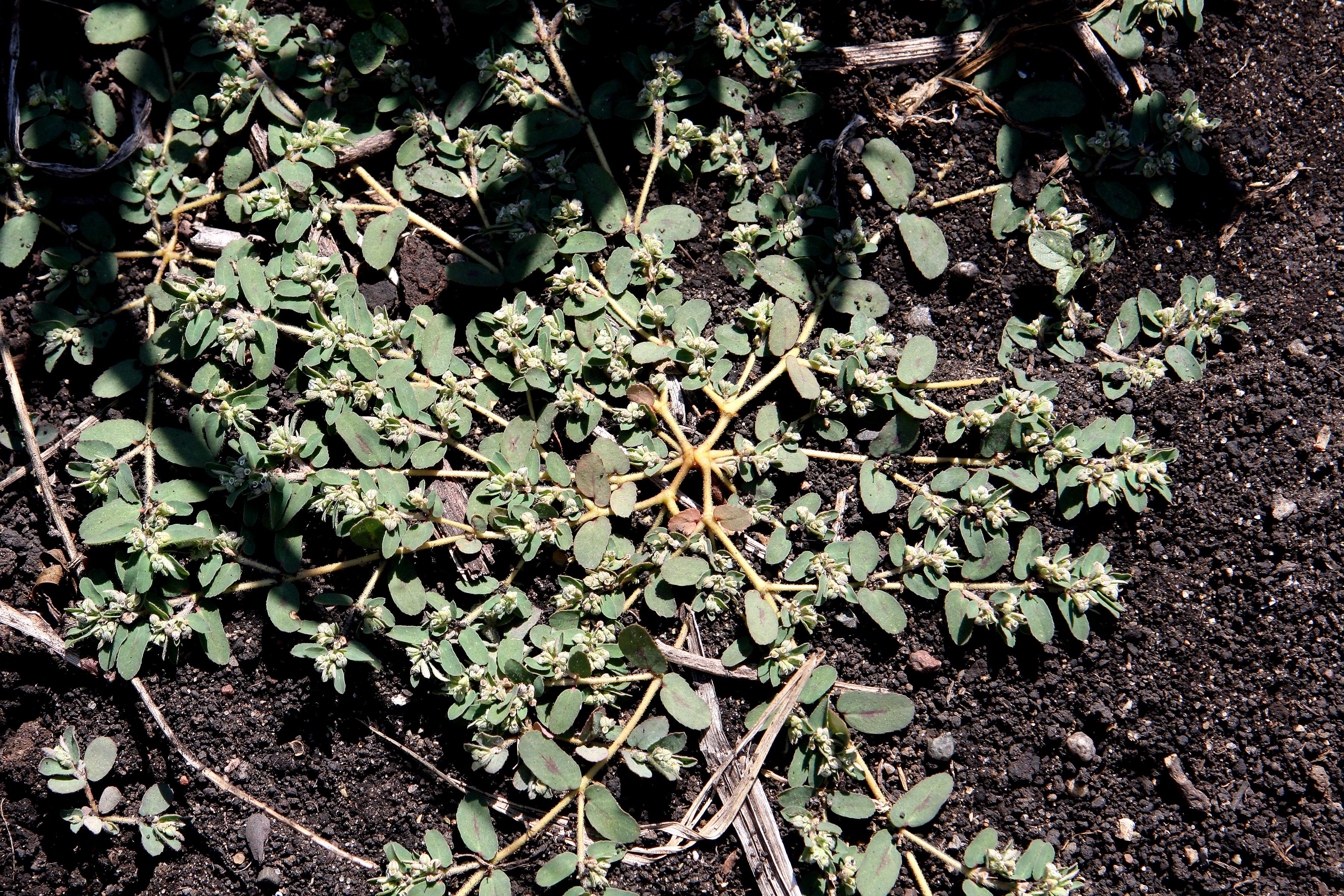 Spotted spurge