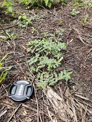 Spotted spurge(Euphorbia maculata)