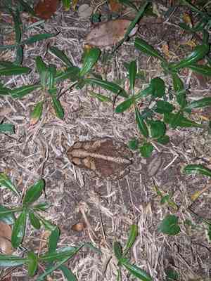 Spotted spurge(Euphorbia maculata)