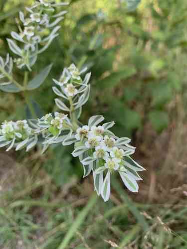 Snow-on-the-mountain(Euphorbia marginata)