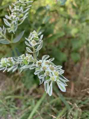 Snow-on-the-mountain(Euphorbia marginata)