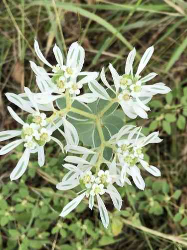 Snow-on-the-mountain(Euphorbia marginata)