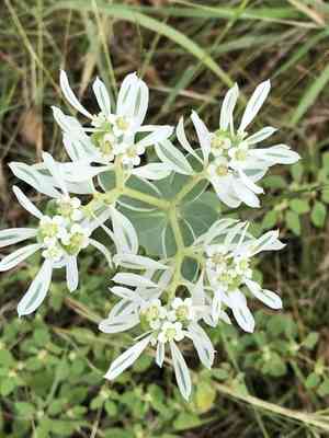 Snow-on-the-mountain(Euphorbia marginata)