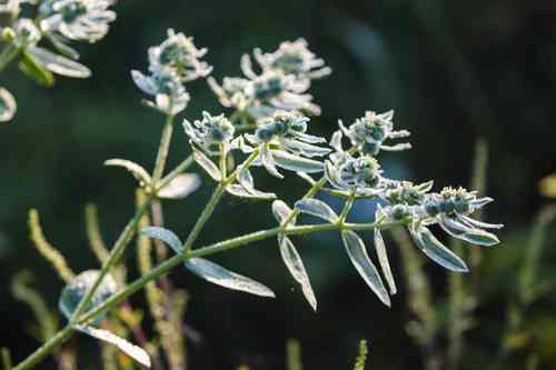 Snow-on-the-mountain(Euphorbia marginata)
