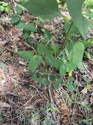 Mercury spurge(Euphorbia mercurialina)
