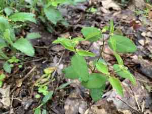 Mercury spurge(Euphorbia mercurialina)