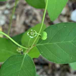 Mercury spurge(Euphorbia mercurialina)